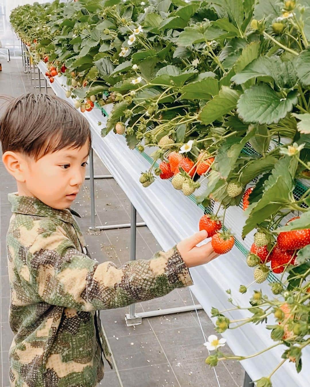 のインスタグラム：「🍓 幼稚園の仲良しくんたちと 近くに出来た新しい施設でいちご狩り♡ 妹はいちごが苦手だったんだけど つい先日食べた高級いちごで好きになり くれくれとずーっと食べてましたw 5種類のいちご食べ放題嬉しい。 全開放してくれたから贅沢でした😌 終わったあとはこんな寒いのに ずっと公園遊び🥴 身内以外誰も居なくて公園貸切♪ そりゃそーだ🤣 大好きなお友達が居ると 興奮が止まらない人🤷🏼‍♀️」