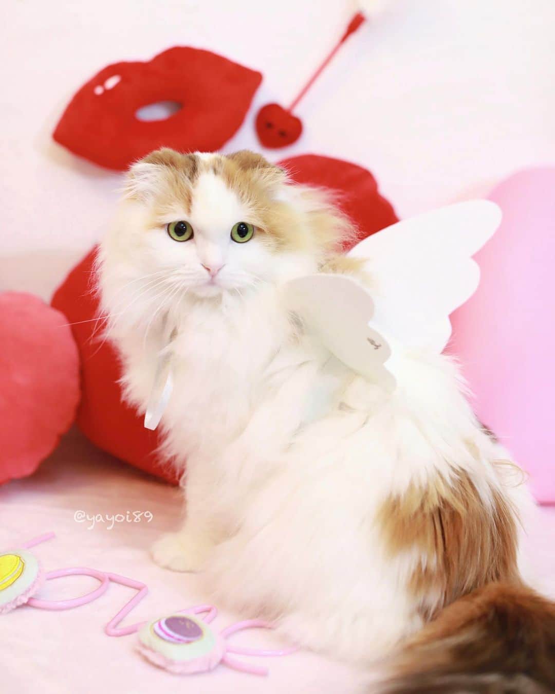 yayoi89さんのインスタグラム写真 - (yayoi89Instagram)「My angel 👼 💘 . 天使ちゃん💝 いつも可愛くてワクワクする #pecobox 💘今月はバレンタイン号 . #valentine #angel #scottishfold #igersjp #weeklyfluff #adorable #bestmeow #ilovemycat #9gag #meowed #cat_features #cat #catoftheday #love #sweetcatclub #instagram」1月27日 17時49分 - yayoi89
