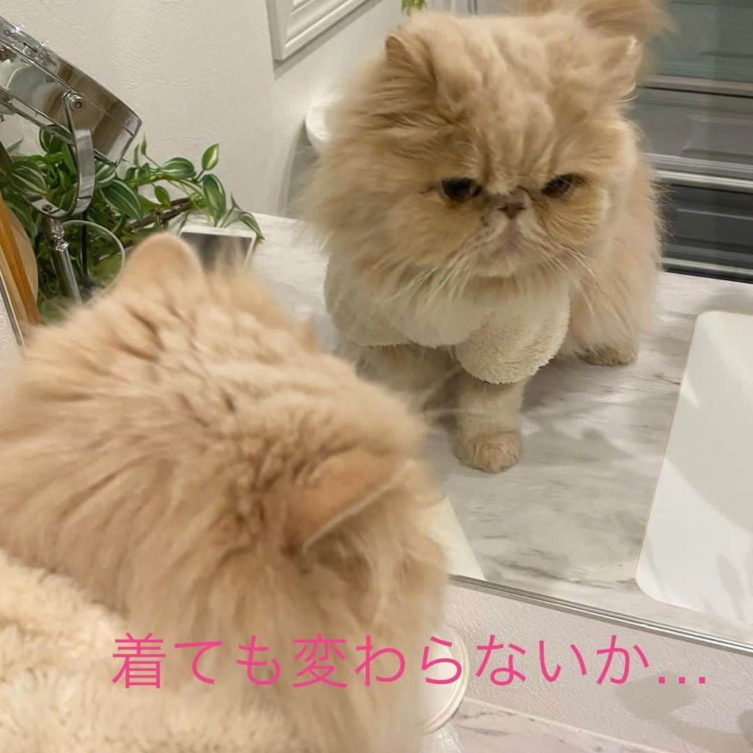 ミッシュさんのインスタグラム写真 - (ミッシュInstagram)「もこもこ着てみました🐈  #ミッシュ #ワンコ用 #お洋服着てみました #やはり #不満けです 😅 #なかなか似合ってる #と思うけど #笑  #misch1207s  #鼻ぺちゃ#cat #ねこあつめ #にゃんすたぐらむ#猫と暮らす #エキゾチックロングヘア  #ねこ #ネコ #猫  #neko #猫部 #ねこ部 #にゃんだふるらいふ #catstagram #Exoticlonghair#catlover #catsofinstagram#cats_of_instagram」1月27日 18時45分 - misch1207s