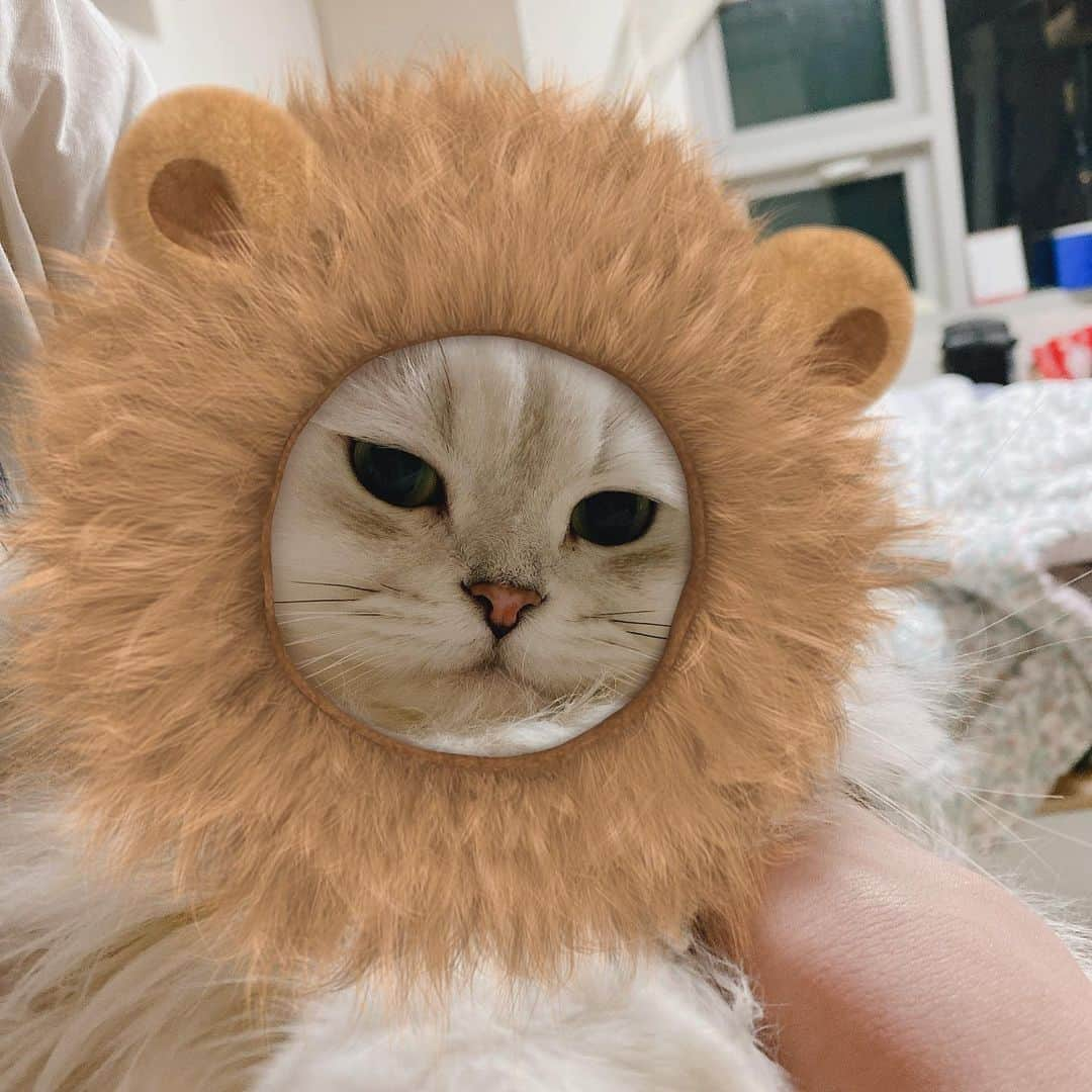 후추네큰언니さんのインスタグラム写真 - (후추네큰언니Instagram)「어흥흥 🦁 . . . . .  #후추  #고양이  #냥스타그램 #캣스타그램  #Hoochu #Hoochuthecat #cat #cats #catstagram #catsofinstagram #topcatphoto #bestmeow #ilovecat #cute #fluffy #petstagram #instacats」1月27日 18時53分 - hoochu_the_cat