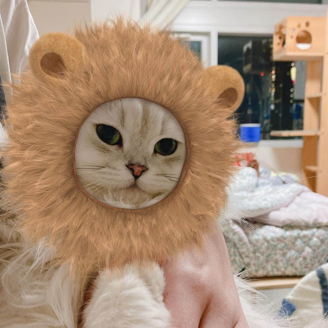 후추네큰언니さんのインスタグラム写真 - (후추네큰언니Instagram)「어흥흥 🦁 . . . . .  #후추  #고양이  #냥스타그램 #캣스타그램  #Hoochu #Hoochuthecat #cat #cats #catstagram #catsofinstagram #topcatphoto #bestmeow #ilovecat #cute #fluffy #petstagram #instacats」1月27日 18時53分 - hoochu_the_cat