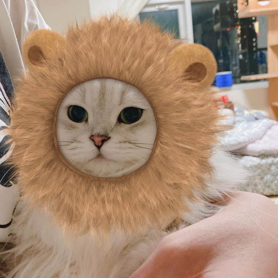 후추네큰언니のインスタグラム：「어흥흥 🦁 . . . . .  #후추  #고양이  #냥스타그램 #캣스타그램  #Hoochu #Hoochuthecat #cat #cats #catstagram #catsofinstagram #topcatphoto #bestmeow #ilovecat #cute #fluffy #petstagram #instacats」