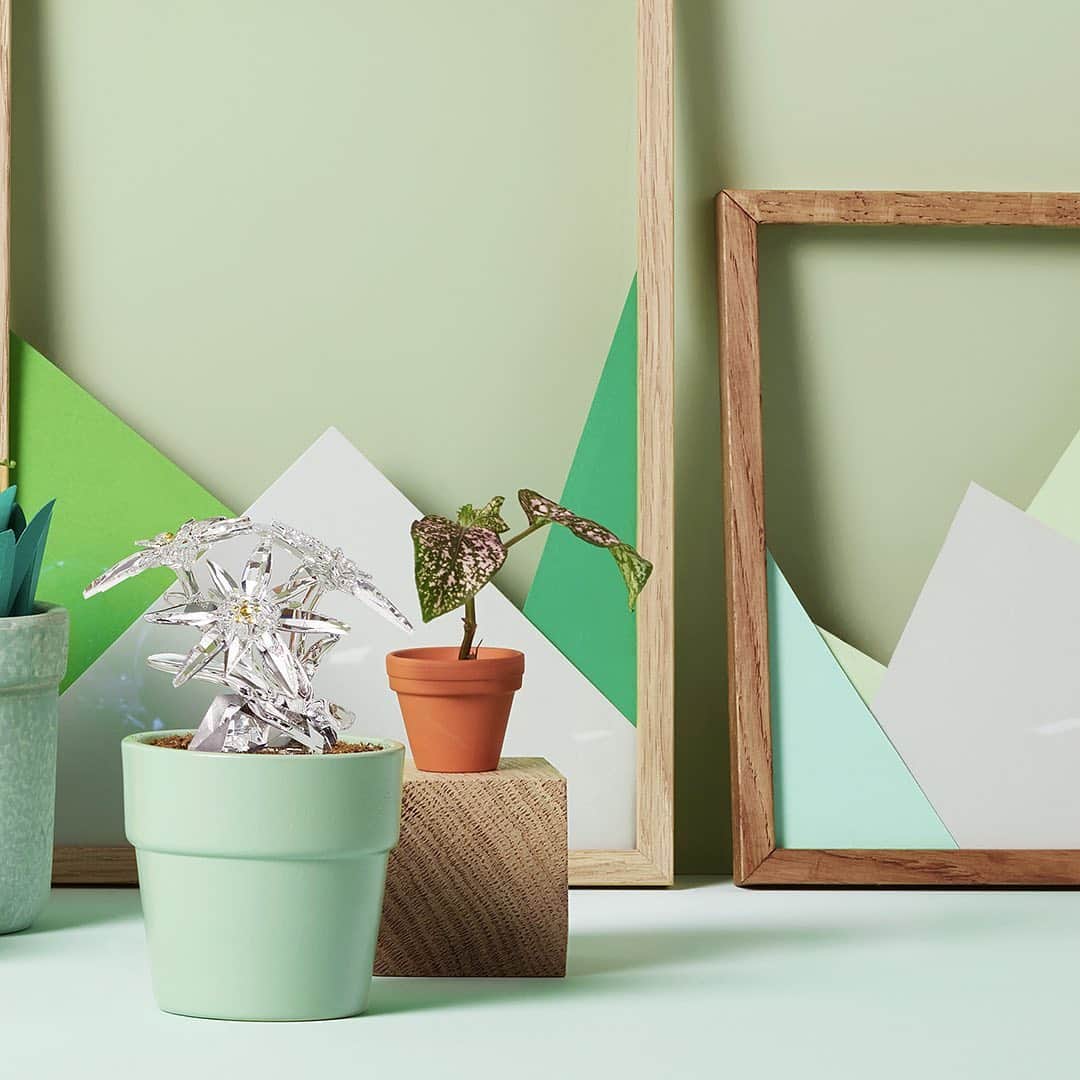 のインスタグラム：「Upgrade your flowerpots with an everlasting flower. Become an SCS member and shop the exclusive Edelweiss. #SparkDelight」