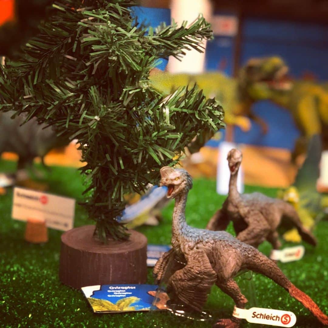 kidzoo+のインスタグラム：「【15001 オビラプトル】  オビラプトルは、ベロキラプトルと同じく約7500万年前の前期白亜紀に生息していました。  豆知識 オビラプトルの化石は周飾頭類プロトラトプスとそのタマゴが並ぶ巣で見つかったので、タマゴを狙っていたと考えられ、学名が「タマゴ泥棒」の意味となりました。ところが、プロトケラトプスのものと思われていたタマゴは、実はオビラプトルのものだったのです。オビラプトルは他者のタマゴを狙っていたのではなく、自分のタマゴを温めていたのでした。 ----------------------------------- 商品の詳細はプロフィールのURLからご覧いただけます！ ☛ @kidzooplus  #シュライヒ #schleich #kidzooplus #インテリア  #フィギュア #知育玩具 #恐竜 #kids #名古屋市名東区 #名古屋 #贈り物 #プレゼント #ギフト#子供 #コレクター魂 #ジュラシックワールド #ダイナソー #ジオラマ #誕生日 #誕生日プレゼント #恐竜好き #白亜紀 #オビラプトル」