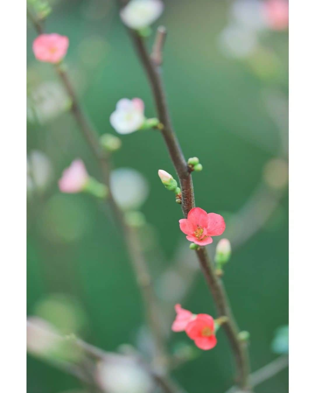 花の写真館さんのインスタグラム写真 - (花の写真館Instagram)「Photo by 落合 俊哉.⠀ .⠀ Original Post[投稿頂いたURL]⠀ https://www.facebook.com/photo.php?fbid=1319119624939364⠀ .⠀ 本アカウントは、 #私の花の写真 をつけてInstagramに投稿された皆さまの花の写真や、「花の写真館」Facebookページで投稿された花の写真を紹介します。⠀ 「花の写真館」Facebookページは、「 @floral.photograph 」のプロフィールにあるURLからご覧ください。⠀ .⠀ #花の写真館 #floralphotograph #floralphoto #flower #flowers⠀ Follow: @floral.photograph」1月27日 19時30分 - floral.photograph