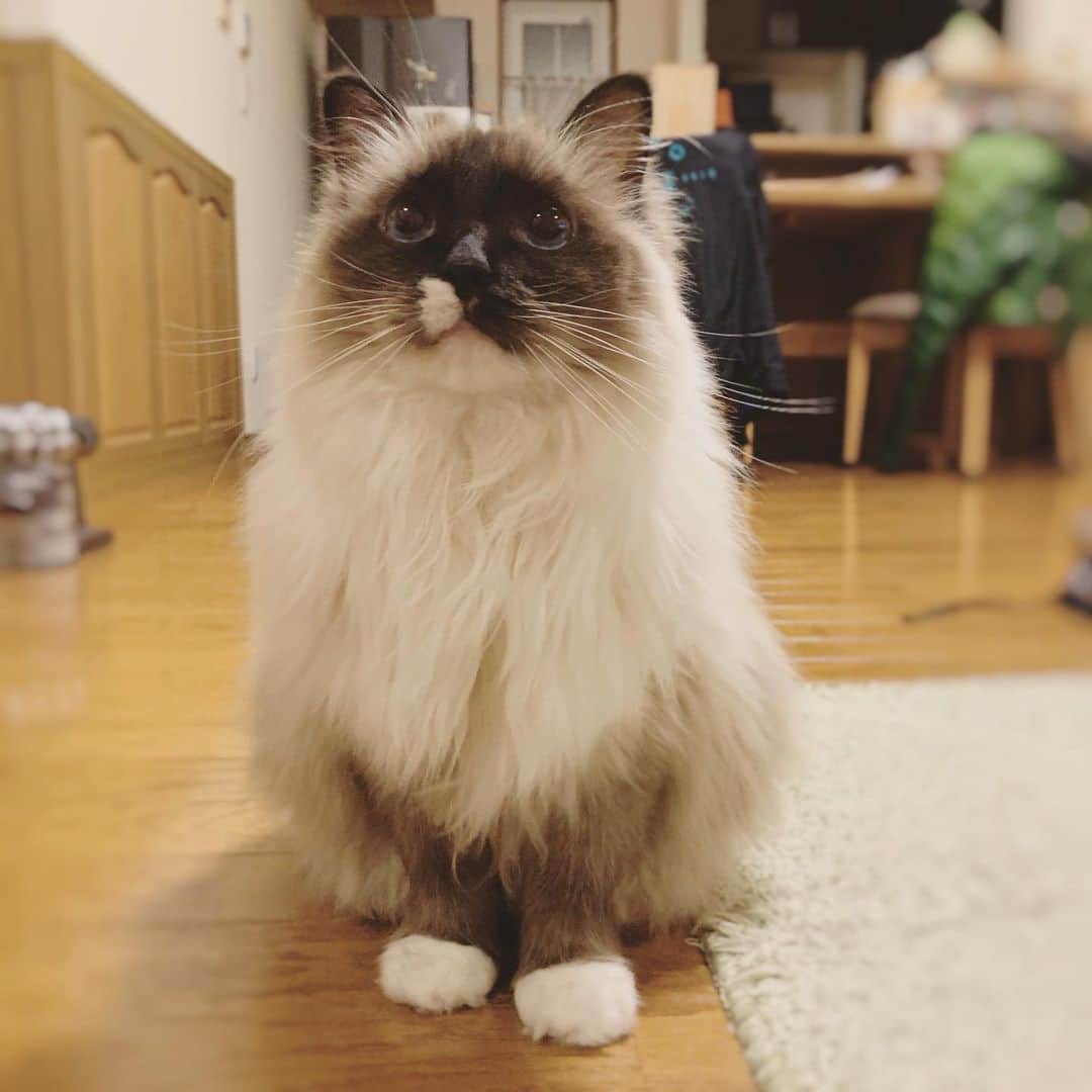 takegaeruのインスタグラム：「冬のランちゃんマン 太った❓と思って体重を計って、 なんだ毛のせいか😅っていうのを毎年繰り返してる（笑 #cat #猫 #ragdoll #ラグドール #ホワイトポッチーズ」