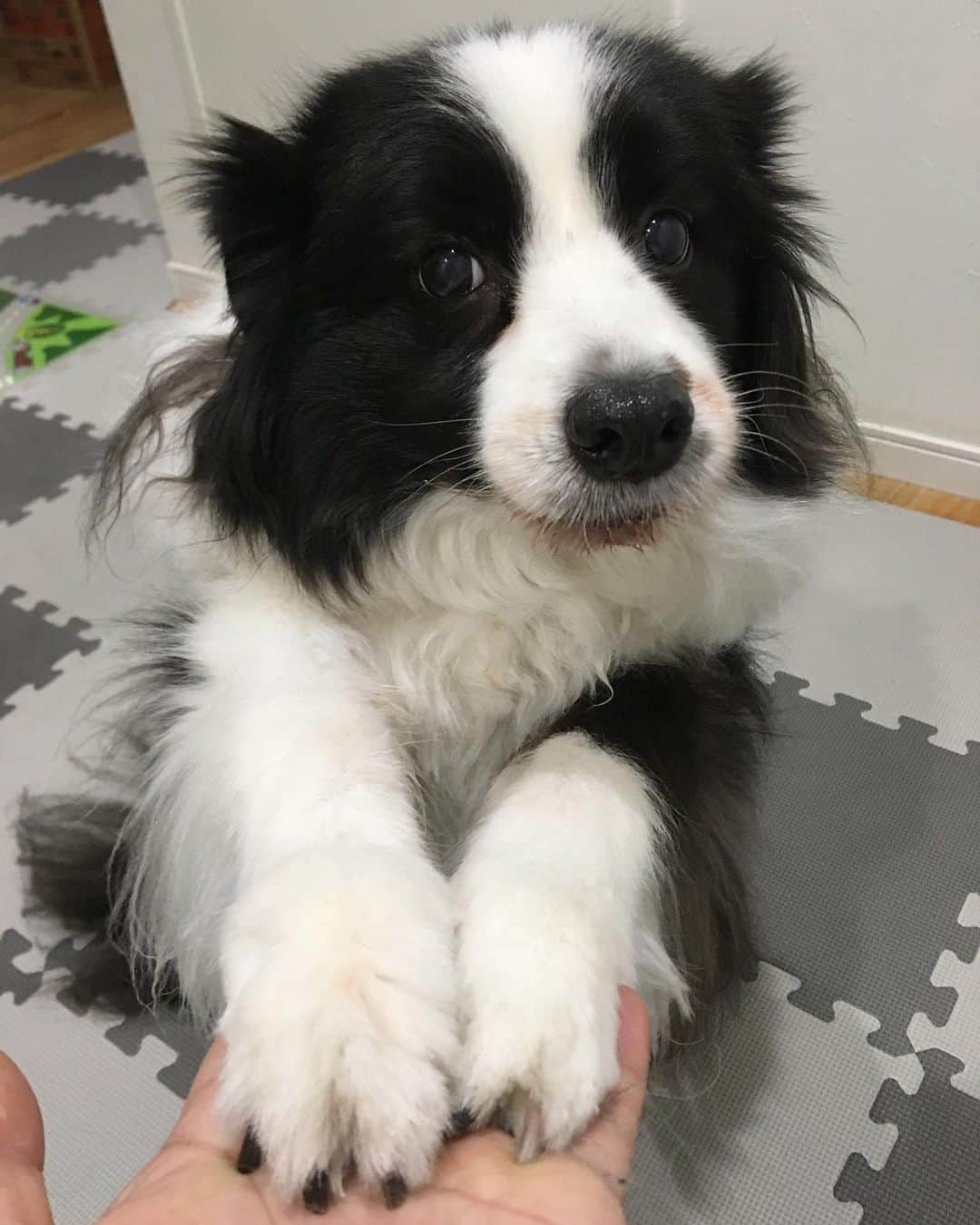 犬バカ部宣伝部長さんのインスタグラム写真 犬バカ部宣伝部長instagram 中型犬の11歳は人間で言うと 65歳らしいです うーん 童顔だな 白黒ネイルまでしちゃってオシャレさん 犬バカ部 Bordercollie ボーダーコリー Dog 犬 白黒 そら ネイルまで