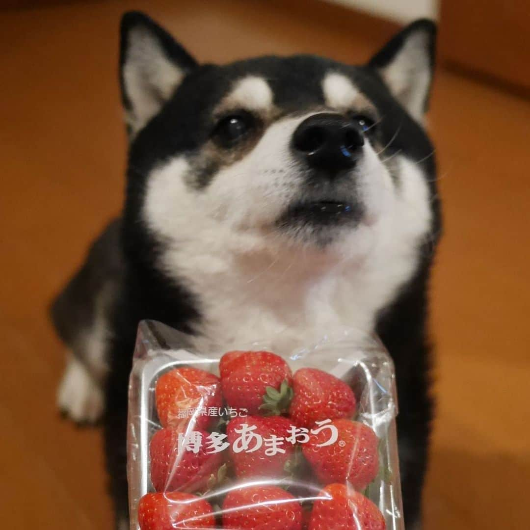 くろさんのインスタグラム写真 - (くろInstagram)「博多あまおう🍓 #博多あまおう #あまおう #福岡県産いちご #JA福岡大城 #いちご #苺 #いちご大好き犬 #苺大好き犬 #strawberry #kuroshiba #blackshiba #shibainu #shibastagram #instadog #dogstagram #柴犬 #黒柴 #黑柴 #日本犬 #和犬 #柴犬部 #モフモフ生命体 #柴犬のいる暮らし #柴犬のいる生活 #柴犬と一緒 #わんこのいる暮らし #わんこのいる生活 #わんこと一緒 #わんダフォ #わんだふるJapan」1月27日 19時54分 - m6bmw