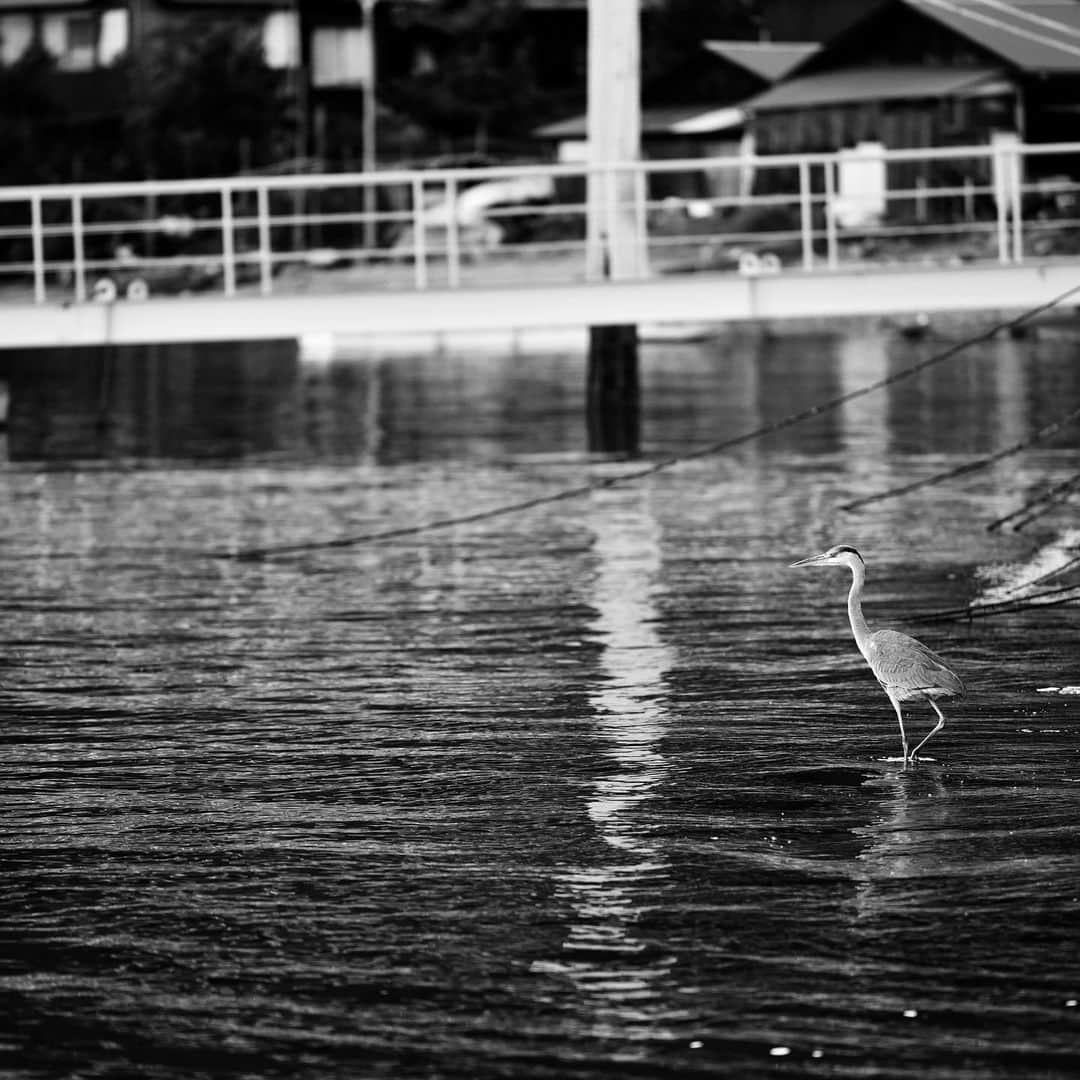 naotakeのインスタグラム：「さぎ - A heron / D810 & Snapseed, 20200128 . . フォロワーに私の写真が盗用された。悪気がないんだろうけど。 . . #spicollective #royalsnappingartists #infamous_family #rsa_main #infinity_photo_cult #2_fineart #jp_gallery_member #jp_gallery_bnw #trb_bnw #wp_bnw  #bnw_life #bnwlife_member #bnw_life_shots #bnw_captures #world_bnw #top_bnw #team_jp_ #team_jp_モノクロ #ig_energy_bw #ig_nihon #streetphotographybnw #igersjp #blackandwhite #bnw #bnwphoto #monochrome #bw #bnwphotography #nikon #d810」