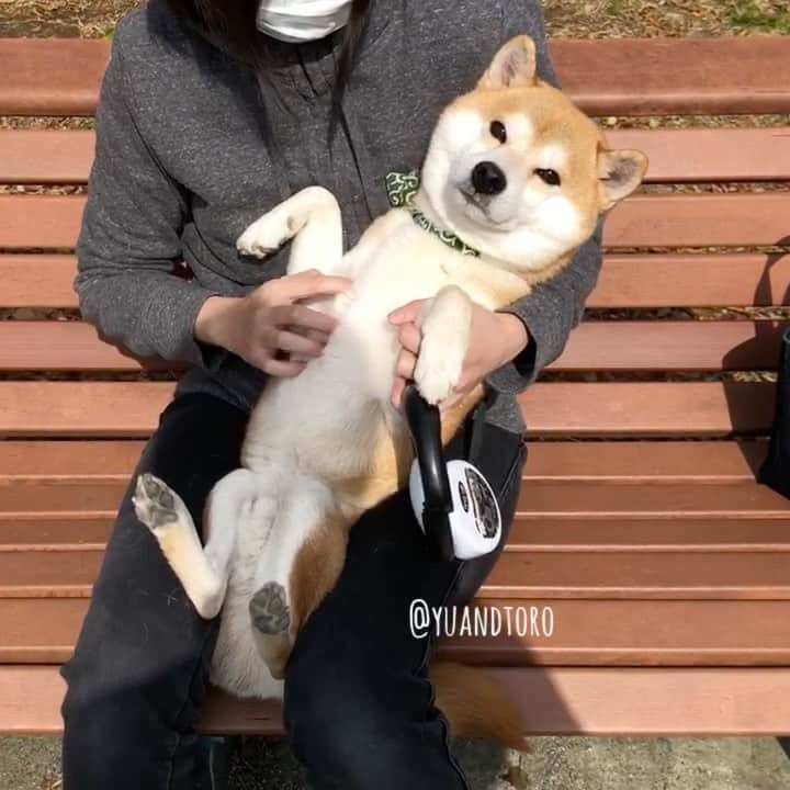 ゆうとろ（柴犬ゆうと猫のとろ）のインスタグラム