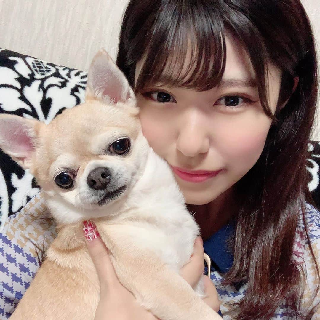 脇田璃奈のインスタグラム：「この世の全て生き物の中で一番可愛いどうしよう！！こむぎちゃん😔 . . . #chihuahua」