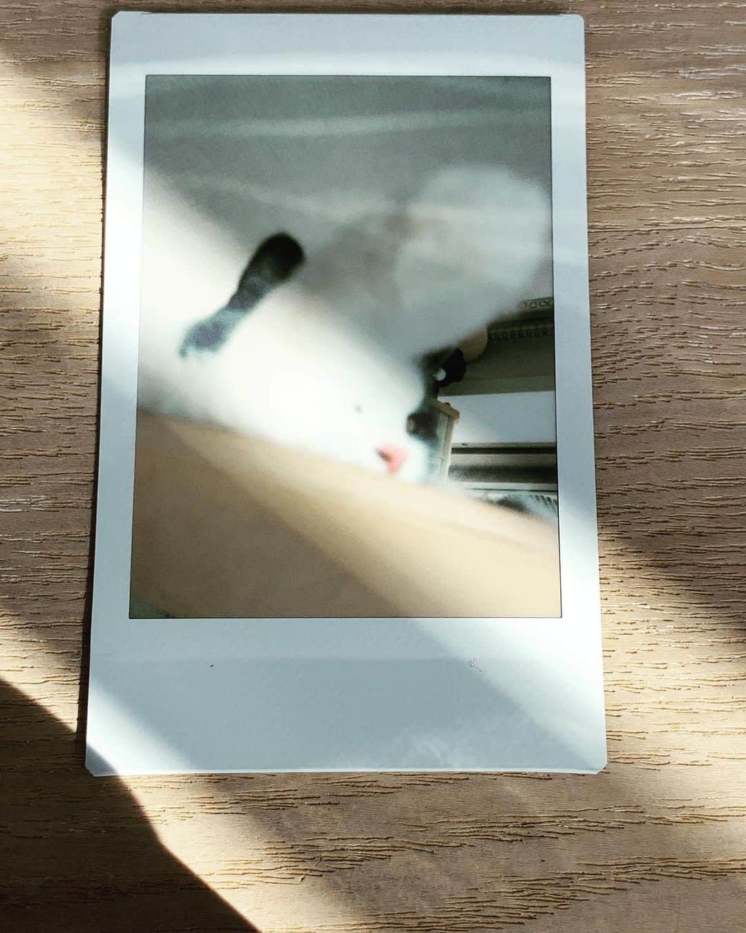 小谷実由さんのインスタグラム写真 - (小谷実由Instagram)「しらすの鼻ピンクは映えますな #sirasucat」1月27日 20時31分 - omiyuno