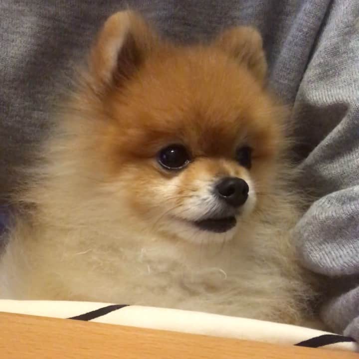 RIO POMEのインスタグラム：「音量注意⚠️ 🆖ワードにプンスカ文句たれとりますよ🐶  #ポメラニアン #pomeranian  #犬 #dog #dogstagram#doglover #愛犬 #わんこ #ポメラニアン大好き #ポメラニアンが世界一可愛い #pom #ぽめらにあん #ポメ#pomeraniansofinstagram  #pomeranianlove #ふわもこ部 #いぬバカ部 #癒しわんこ#instapic#pomstagram #puppy #dogsofinstagram #cute#cutedog」