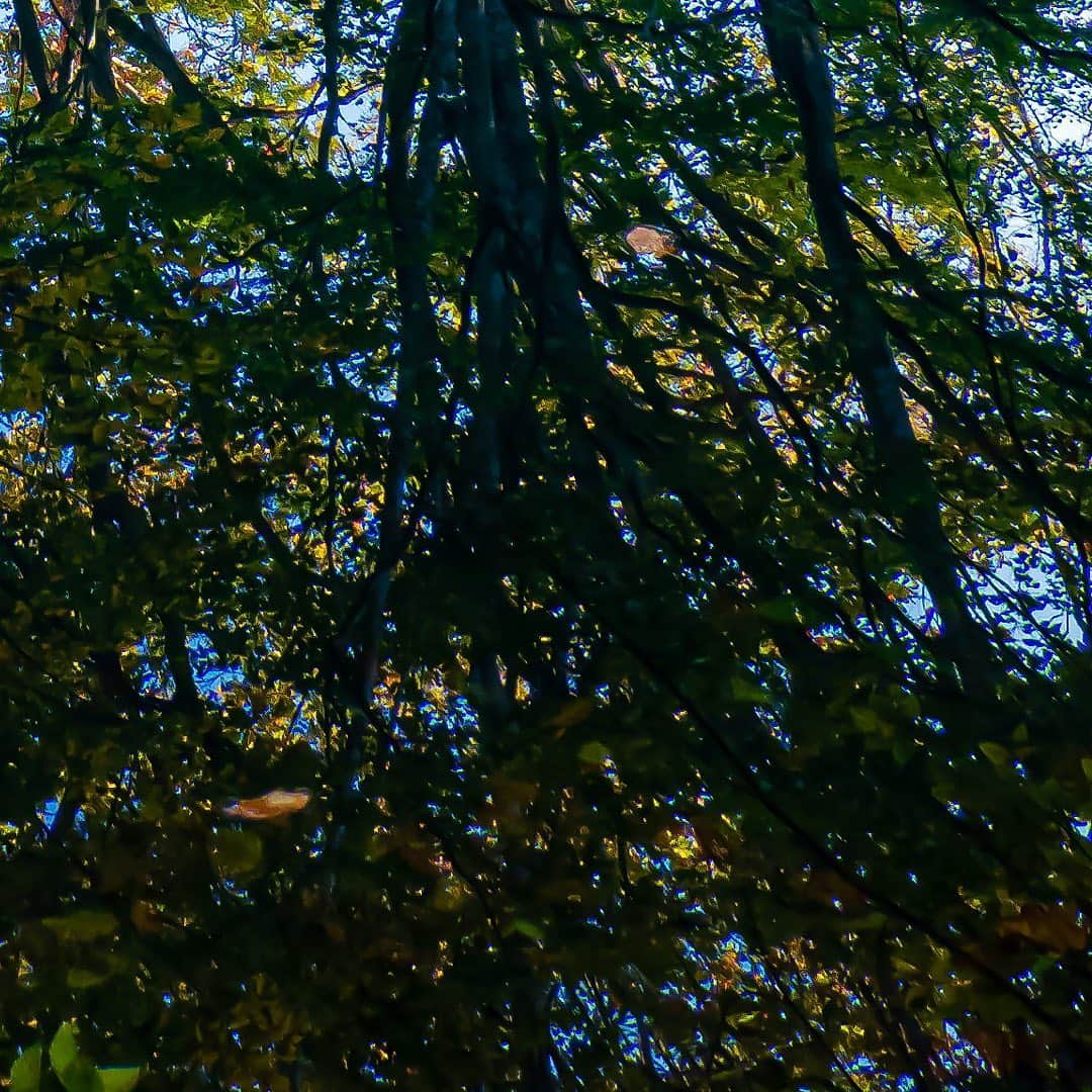 tomohiro koshikaのグルメインスタ