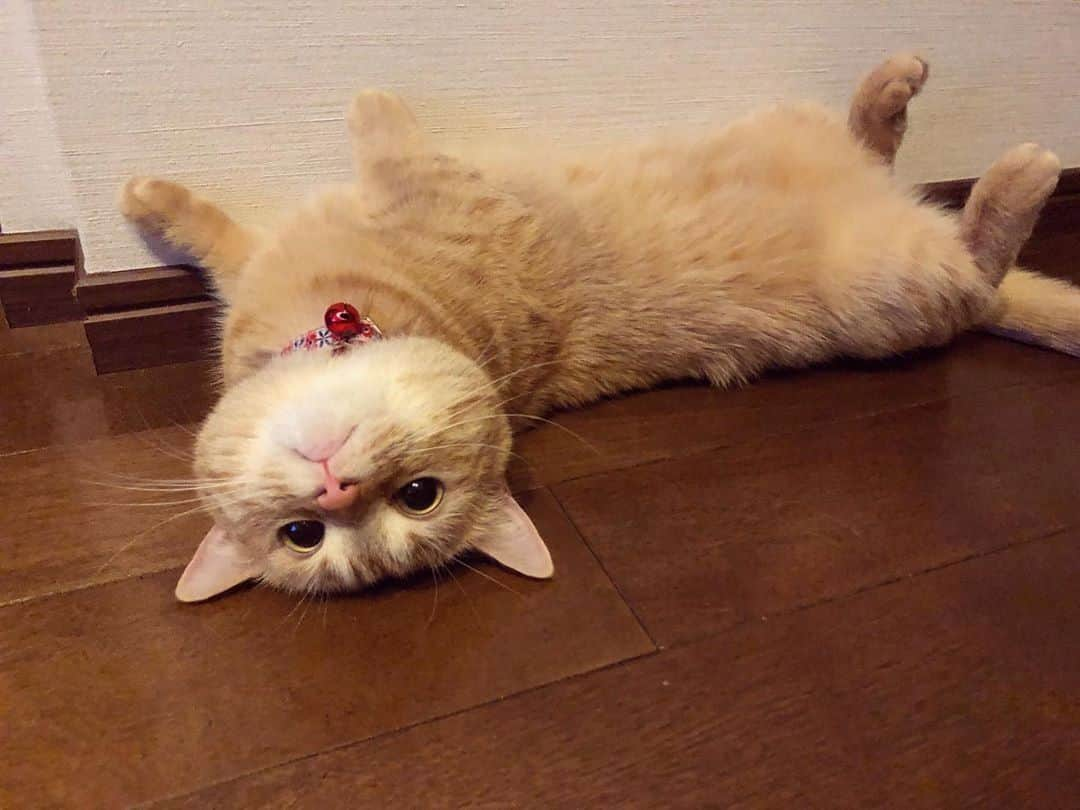 PECOねこ部さんのインスタグラム写真 - (PECOねこ部Instagram)「. 「一緒にゴロゴロする？」 #逆さまになって #ゆったりくつろぐ #むぎちゃん🐈 #短いお手てが #とってもキュート😍 #私も一緒にゴロゴロしたいな😚 #regram：@mugihime0322  素敵な写真を投稿してくださったのは… @mugihime0322 さん 他にも素敵なお写真がたくさんあるので、ぜひ遊びに行ってみてください！  #ペコねこ部 をつけて投稿すると… PECOで楽しくご紹介させていただきます✨  #ねこ #猫 #ネコ #ねこ部 #にゃんこ #かわいい #cat #cats #catsofinstagram #cats_of_instagram #catstagram #kawaii #meow #catlover #マンチカン #まん丸 #逆さま #munchkin #cutecat」1月27日 21時00分 - pecocats