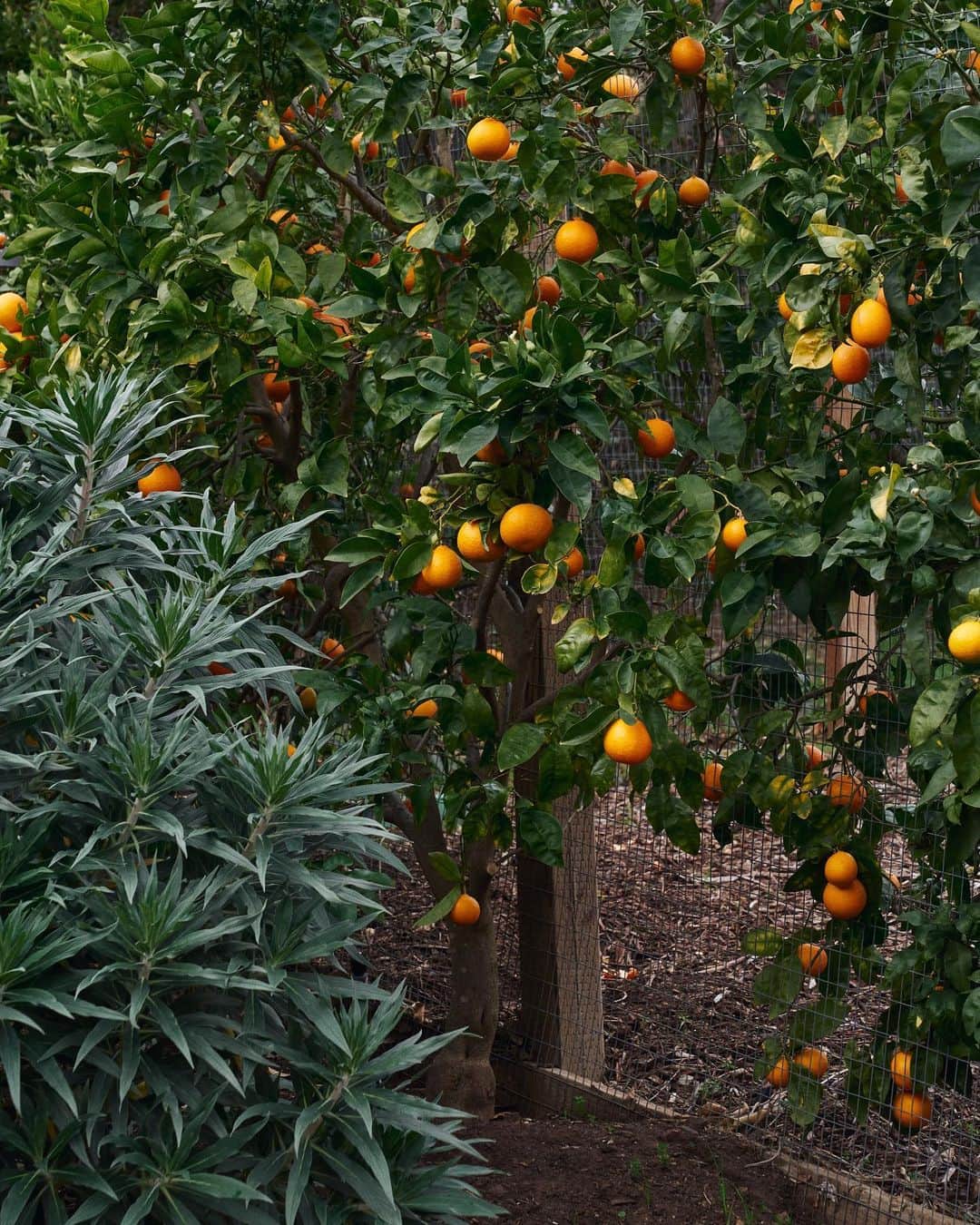 アリス・ガオのインスタグラム：「🍊🍊🍊」
