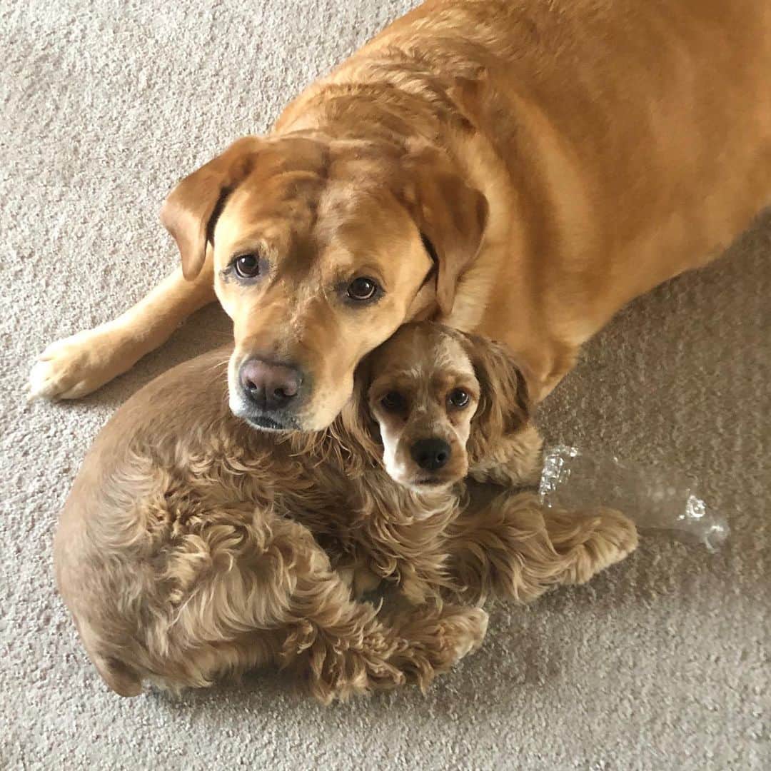 Jake And Gingerさんのインスタグラム写真 - (Jake And GingerInstagram)「Please send love and good vibes to Jake, he is at the doctor, not feeling too good. We are just comforting each other hoping he will be alright ❤️ #dogsofinstagram #labradorretriever #cockerspaniel #cockerspanielsofinstagram #foryou #doglovers #doglife #labsofinsta #cocker #pray」1月27日 21時46分 - jake_n_ginger