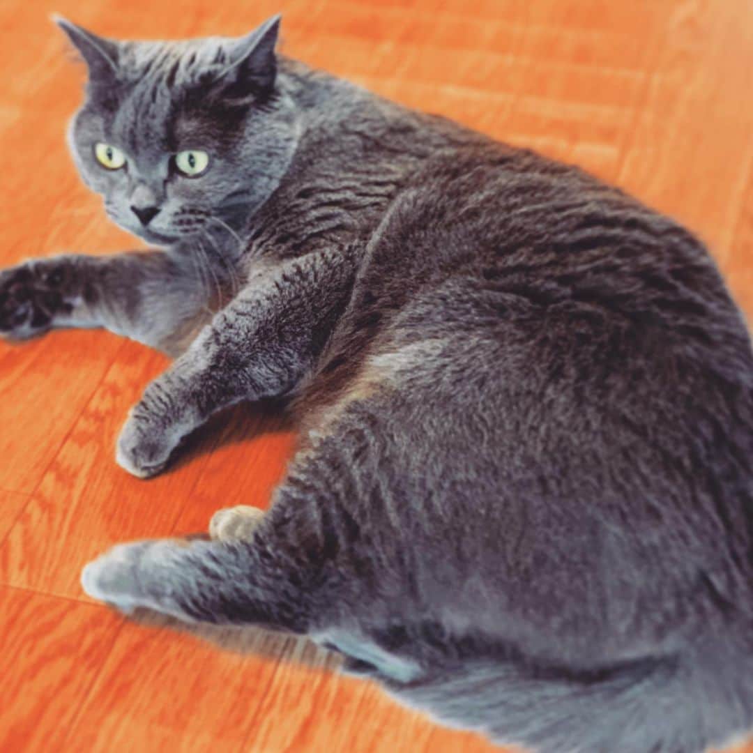 チキン南蛮カレーのルウ王子のグルメインスタ