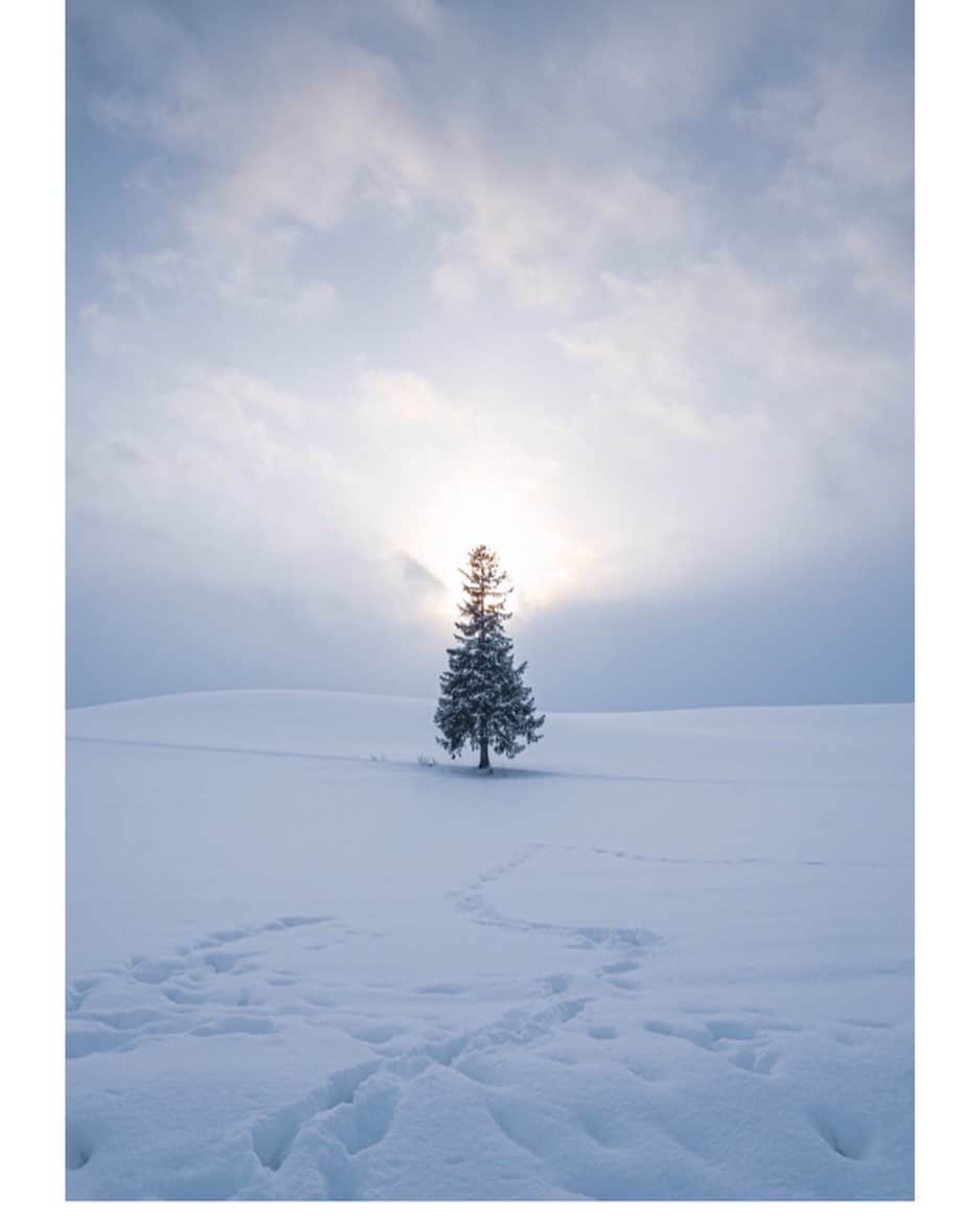 Hikaruさんのインスタグラム写真 - (HikaruInstagram)「Tree of a Christmas tree🌲 . .  #美瑛町 #美瑛の丘 #nationalparksjp #instagram #instagramjapan #igersjp #東京カメラ部 #tokyocameraclub #natgeo #pashadelic #naturephotography #naturegeography #photogrena_nature #photo_shorttrip #japan #hokkaido #写真好きな人と繋がりたい #北海道 #Japan_ilc #sony #bealpha #SonyAlpha #SonyImager #japantravel」1月27日 21時49分 - hikaru__satoh