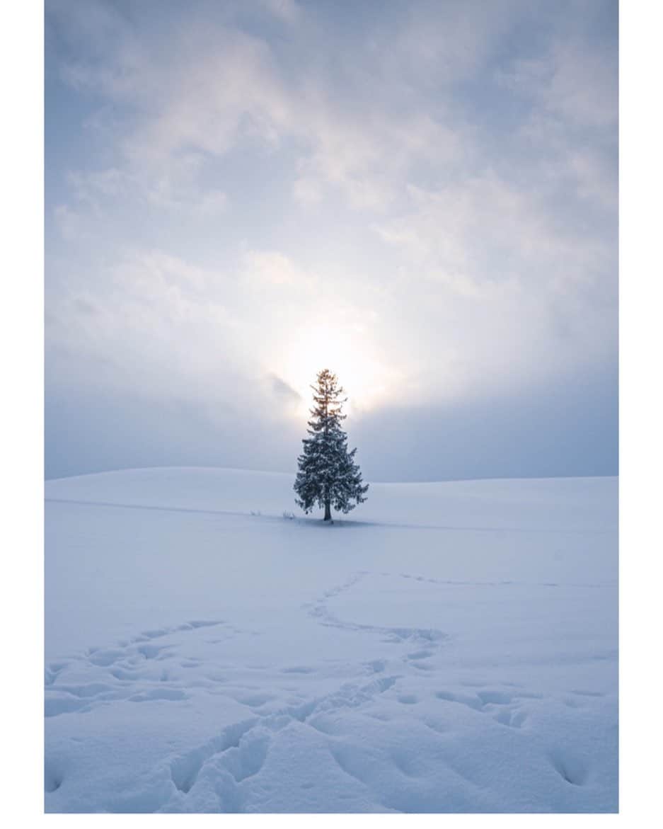 Hikaruのインスタグラム：「Tree of a Christmas tree🌲 . .  #美瑛町 #美瑛の丘 #nationalparksjp #instagram #instagramjapan #igersjp #東京カメラ部 #tokyocameraclub #natgeo #pashadelic #naturephotography #naturegeography #photogrena_nature #photo_shorttrip #japan #hokkaido #写真好きな人と繋がりたい #北海道 #Japan_ilc #sony #bealpha #SonyAlpha #SonyImager #japantravel」