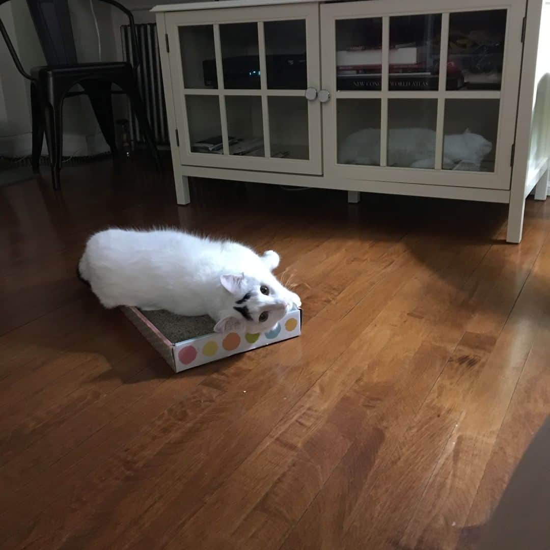 Samのインスタグラム：「Does this cardboard make me look fat?⁠ .⁠ .⁠ .⁠ .⁠ .⁠ .⁠ .⁠ .⁠ .⁠ .⁠ .⁠ .⁠ #cats #cat #catsofinstagram #eyebrows」