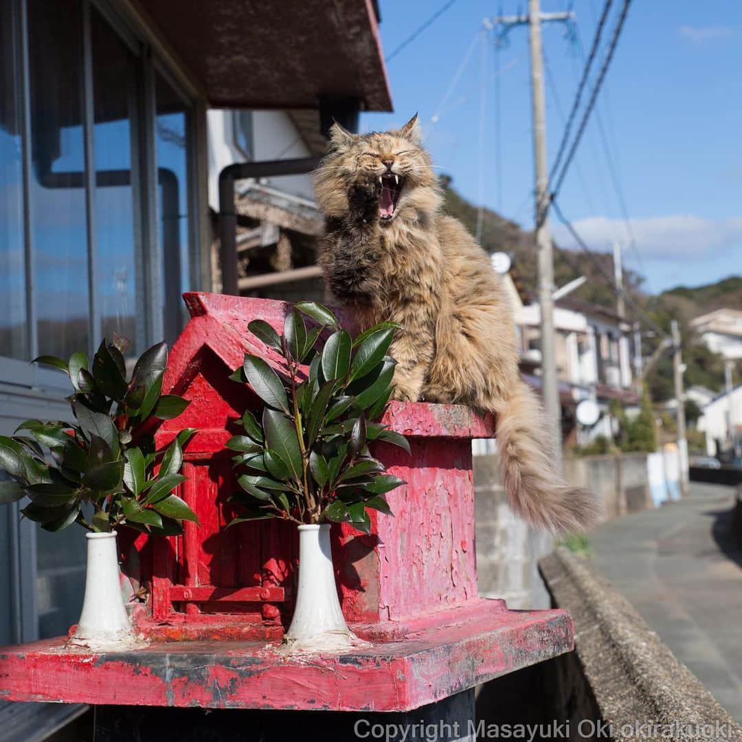 Masayukiさんのインスタグラム写真 - (MasayukiInstagram)「ねこ神さま、ごきげんさん。  #cat #ねこ」1月27日 22時25分 - okirakuoki
