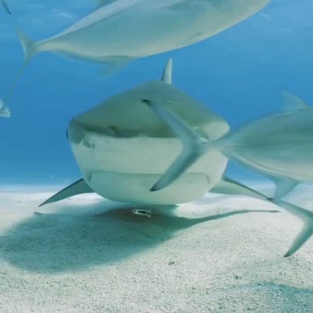 ナショナルジオグラフィックのインスタグラム