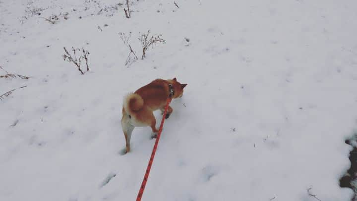 山越享太郎のインスタグラム：「日光も雪。  人間も犬も雪を見ればテンションあがる🎵  結局、同じ生き物❤️ 朝から小梅に癒されて、 今日は新居🏘️の説明を受けます🎵  可愛いなーー🌠 #犬と雪 #柴 #柴犬 #しばいぬ #小梅」