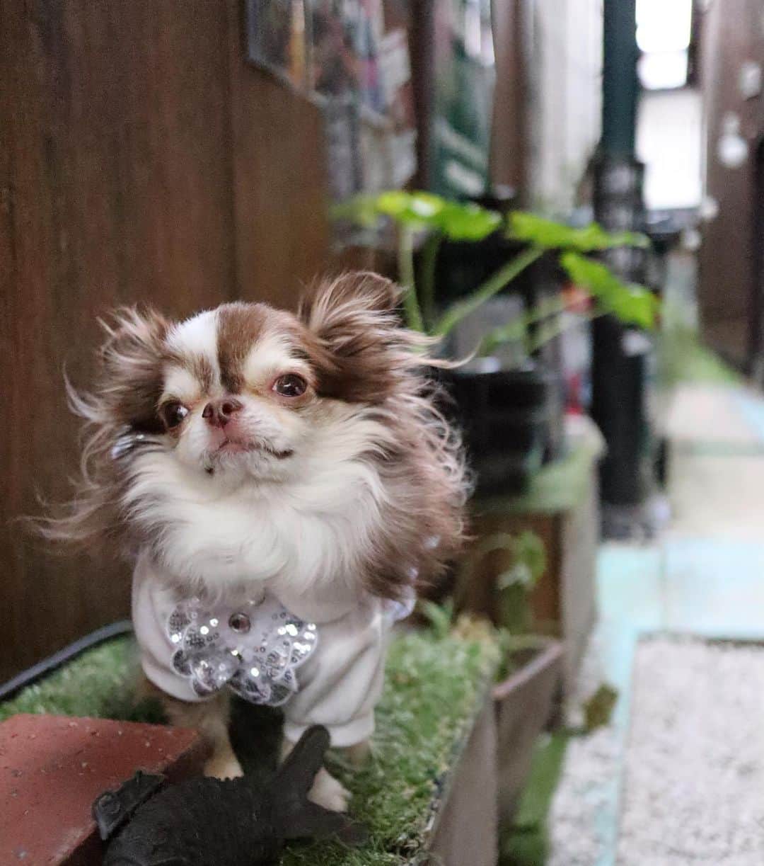 kayoのインスタグラム：「* * 風になびく ボーボー毛😂 * * Lychee💗 * * #chihuahua#chihuahualove#dogstgram#dog#instadog#チワワ#チワワ大好き * *」