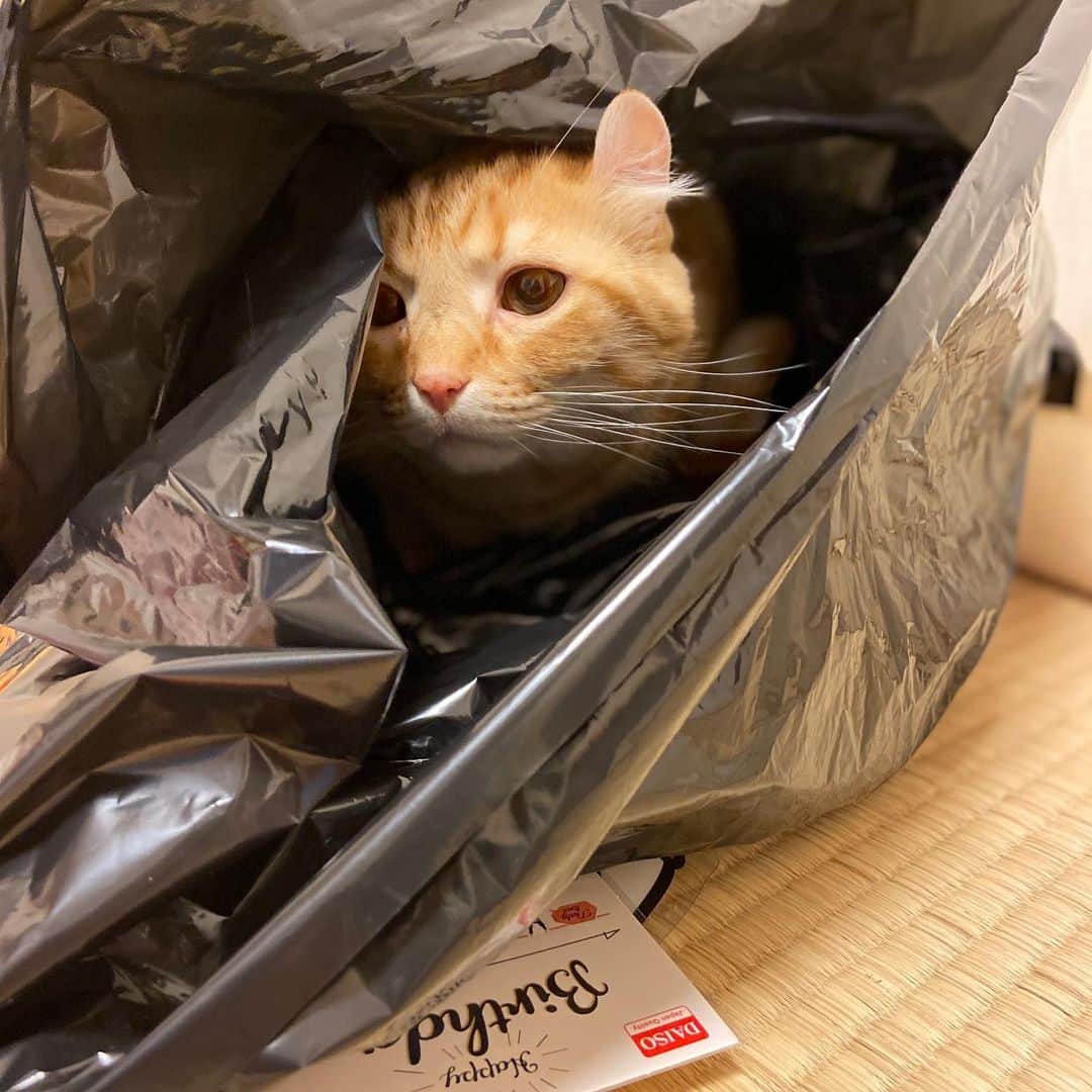 shigureさんのインスタグラム写真 - (shigureInstagram)「. 掃除中 出した袋も 猫優先 @editorial_company.pad  #にゃんこ編集部_うちのこ川柳  被り物の整理中😂 #あるある #袋大好き #みんにゃに元気を届け隊 #instagramJapan #IGersjp#ねこ部#関西ねこ部 #ふわもこ部#mofmo #peco#pecon#サンデイ #sippo#朝ワンコ夕ニャンコ #みんねこ#ペコねこ部 #無敵の親バカ同盟 #nyancon01#picneko#ピクネコ #アメリカンカール#茶トラ男子部 #三毛猫ガール#三毛女 #peppyフォト部 #2020は猫年#nyancon01」1月28日 8時56分 - shigureamanehaha
