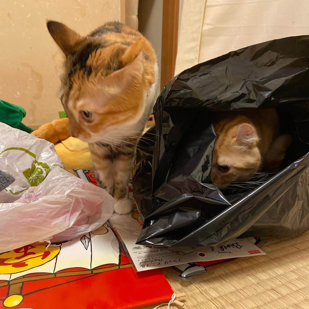 shigureさんのインスタグラム写真 - (shigureInstagram)「. 掃除中 出した袋も 猫優先 @editorial_company.pad  #にゃんこ編集部_うちのこ川柳  被り物の整理中😂 #あるある #袋大好き #みんにゃに元気を届け隊 #instagramJapan #IGersjp#ねこ部#関西ねこ部 #ふわもこ部#mofmo #peco#pecon#サンデイ #sippo#朝ワンコ夕ニャンコ #みんねこ#ペコねこ部 #無敵の親バカ同盟 #nyancon01#picneko#ピクネコ #アメリカンカール#茶トラ男子部 #三毛猫ガール#三毛女 #peppyフォト部 #2020は猫年#nyancon01」1月28日 8時56分 - shigureamanehaha
