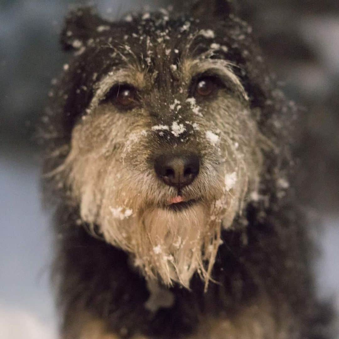 甲斐麻美さんのインスタグラム写真 - (甲斐麻美Instagram)「こないだストーリーにアップしたオドちゃん  みなさまの地域は雪どうですか？ オドやペヤングと久しぶりに雪遊びしたいな、と思ってみたり  #犬のいる暮らし #元保護犬 #保護犬を家族に #里親になろう #テリアミックス」1月28日 9時25分 - kaico_asami