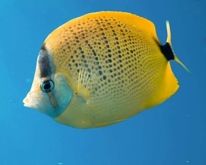 And Youさんのインスタグラム写真 - (And YouInstagram)「Militseed Butterfly fish are like the snowflakes of the sea.  Their spotted patterns are unique to each fish. ​. ​. ​. ​. ​. ​. ​. ​. ​. ​. ​. ​. ​. ​. ​. ​. ​. ​. ​. ​. ​. ​. ​#fish #fishy #underwatersociety #hawaiivacation #unrealhawaii」1月28日 9時25分 - dolphinsandyou