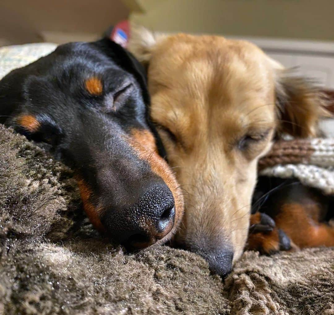 Crusoe the Celebrity Dachshundさんのインスタグラム写真 - (Crusoe the Celebrity DachshundInstagram)「“I think my sister is growing on me... Literally, she’s been sleeping on me so long I’m sure she’s grown an inch by now😋” ~ Crusoe」1月28日 0時31分 - crusoe_dachshund