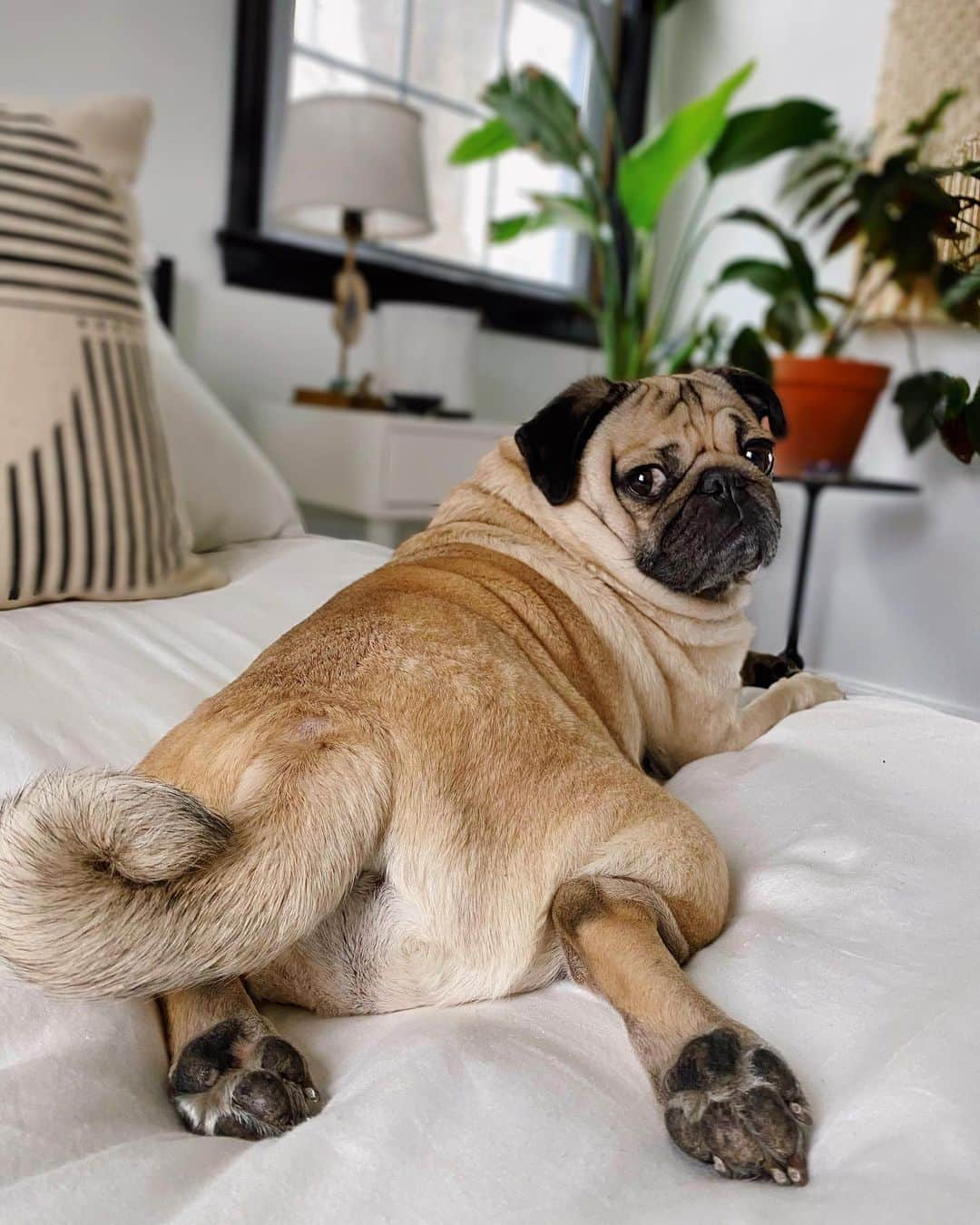 itsdougthepugさんのインスタグラム写真 - (itsdougthepugInstagram)「“I need somebooty to heal, somebooty to know, somebooty to have, somebooty to hold” -Doug」1月28日 1時48分 - itsdougthepug