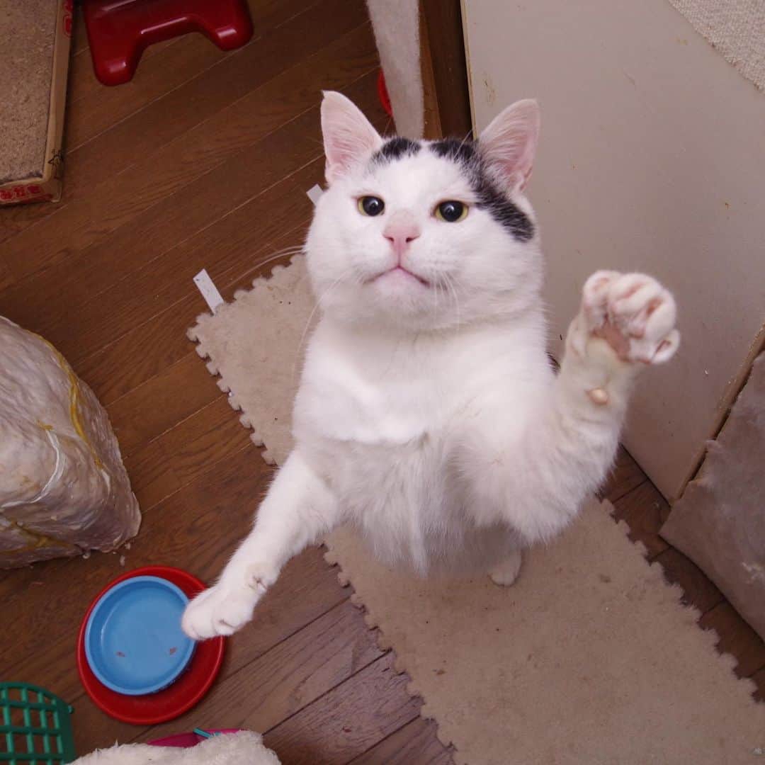 Kachimo Yoshimatsuさんのインスタグラム写真 - (Kachimo YoshimatsuInstagram)「真剣な顔。 今夜は焼きカツオ祭り。 #うちの猫ら ＃猫 #ねこ #nanakuro #cat #ネコ #catstagram #ネコ部 http://kachimo.exblog.jp」1月28日 2時33分 - kachimo
