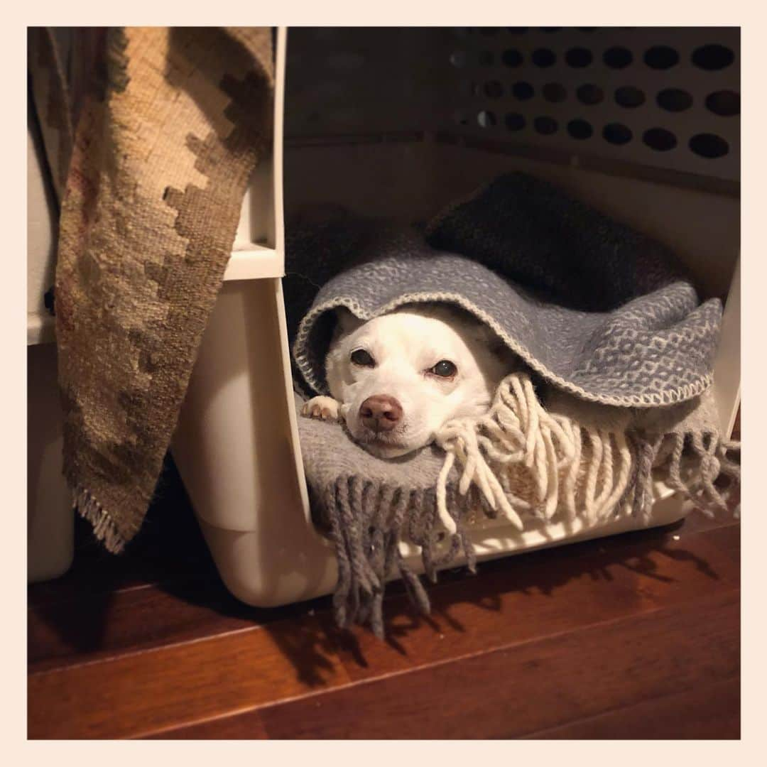 パンといっぴきさんのインスタグラム写真 - (パンといっぴきInstagram)「#元保護犬 #雑種犬 #crossbreed #mixdog #バリケンネル」1月28日 2時35分 - kwhr725