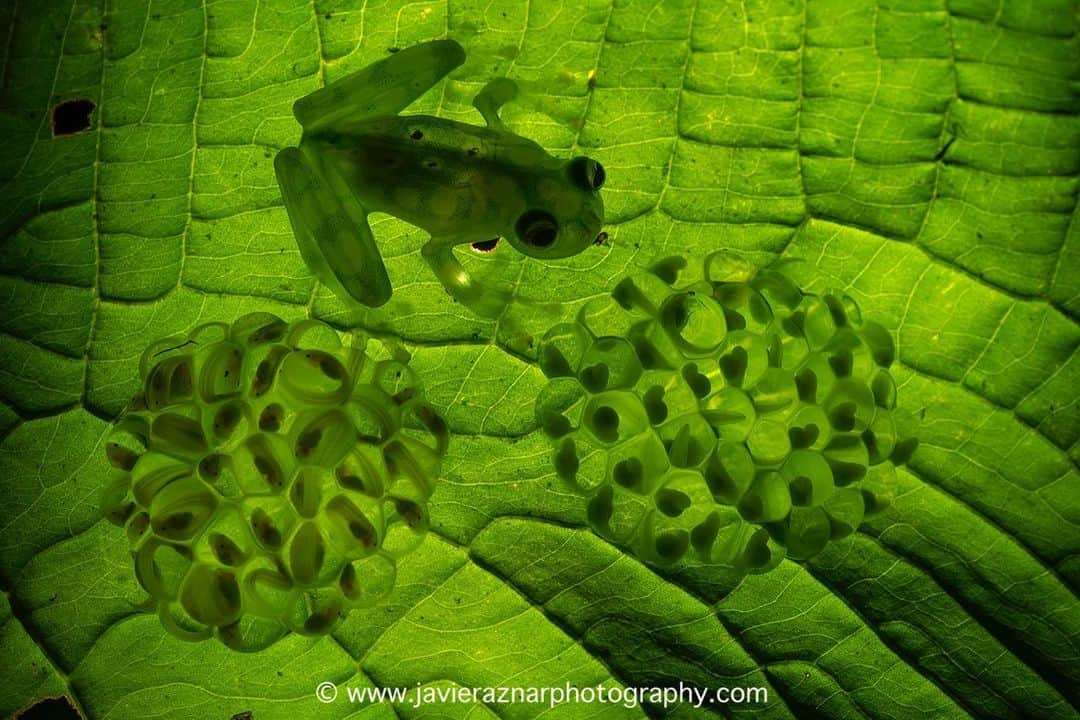 thephotosocietyさんのインスタグラム写真 - (thephotosocietyInstagram)「Photo by @javier_aznar_photography // New life awaits beneath the leafs. A male of Atrato Glass Frog (Hyalinobatrachium aureoguttatum ) takes care of two masses of eggs under a leaf, over a stream in the Chocó Forest of Ecuador. This nearly threatened species of frog, like other species of this Genus, protects the eggs from predators actively. This male has extra work, having to watch over eggs in different growth stages. Once the eggs are hatched, the tadpoles drop into the water, continuing their life in this new enviroment. Amazing scenes that nature brings to us (if we look for them, of course 😁) Follow me @javier_aznar_photography for more images and stories.  #frog #amphibians #explore #jungle #eggs #tadpoles」1月28日 2時56分 - thephotosociety