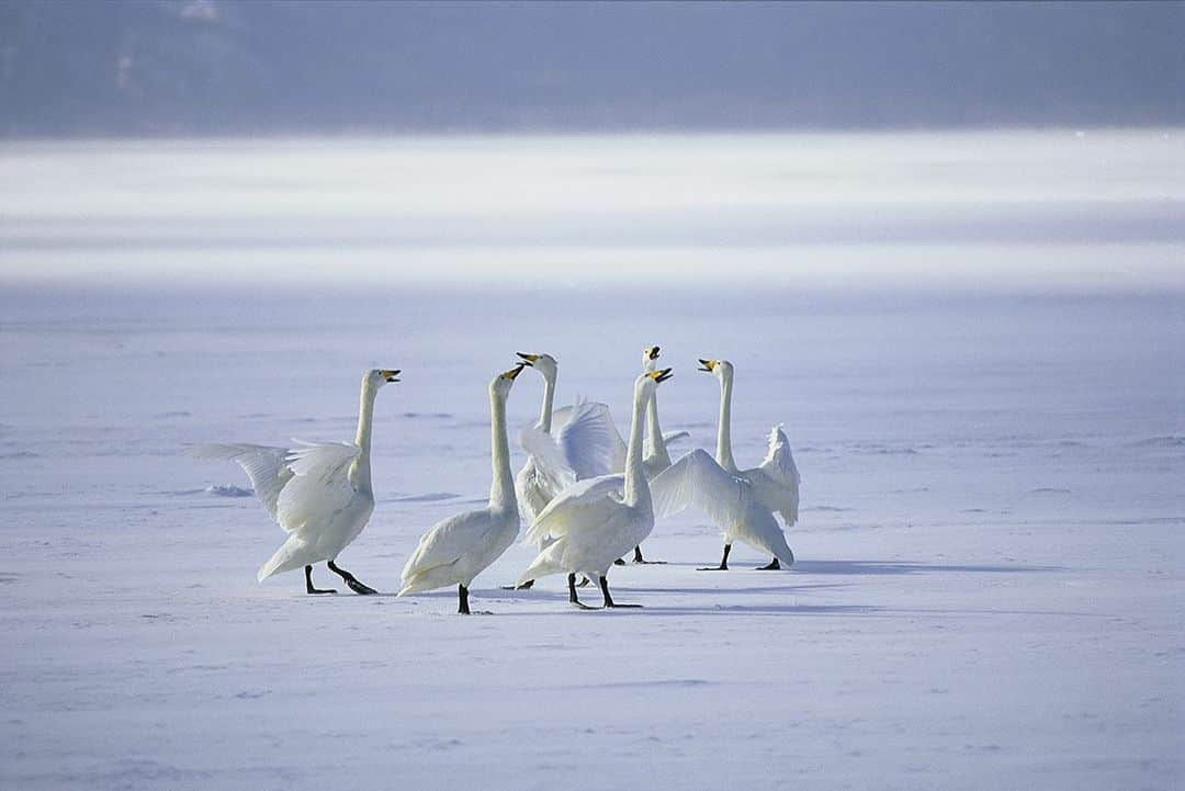 National Geographic Creativeさんのインスタグラム写真 - (National Geographic CreativeInstagram)「Photo by @timlaman | Whooper swans vocalize with each other on frozen Lake Kussharo in Hokkaido, Japan. #Swan #Wildlife #Japan」1月28日 2時53分 - natgeointhefield