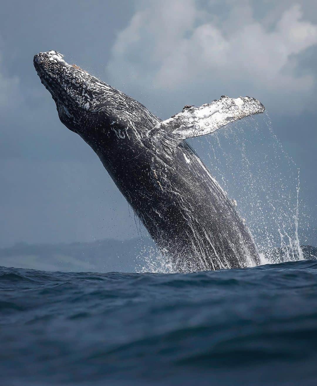 Chase Dekker Wild-Life Imagesのインスタグラム：「The humpback breaching season is getting closer and closer. I love the gray whale migration along the coast, but there’s no denying that they don’t put on a show like the humpbacks. The last few years, March has become a fantastic month for encountering both lunge-feeding and breaching humpbacks as they arrive back in Monterey Bay to replenish their fat reserves. Only a few more weeks!」
