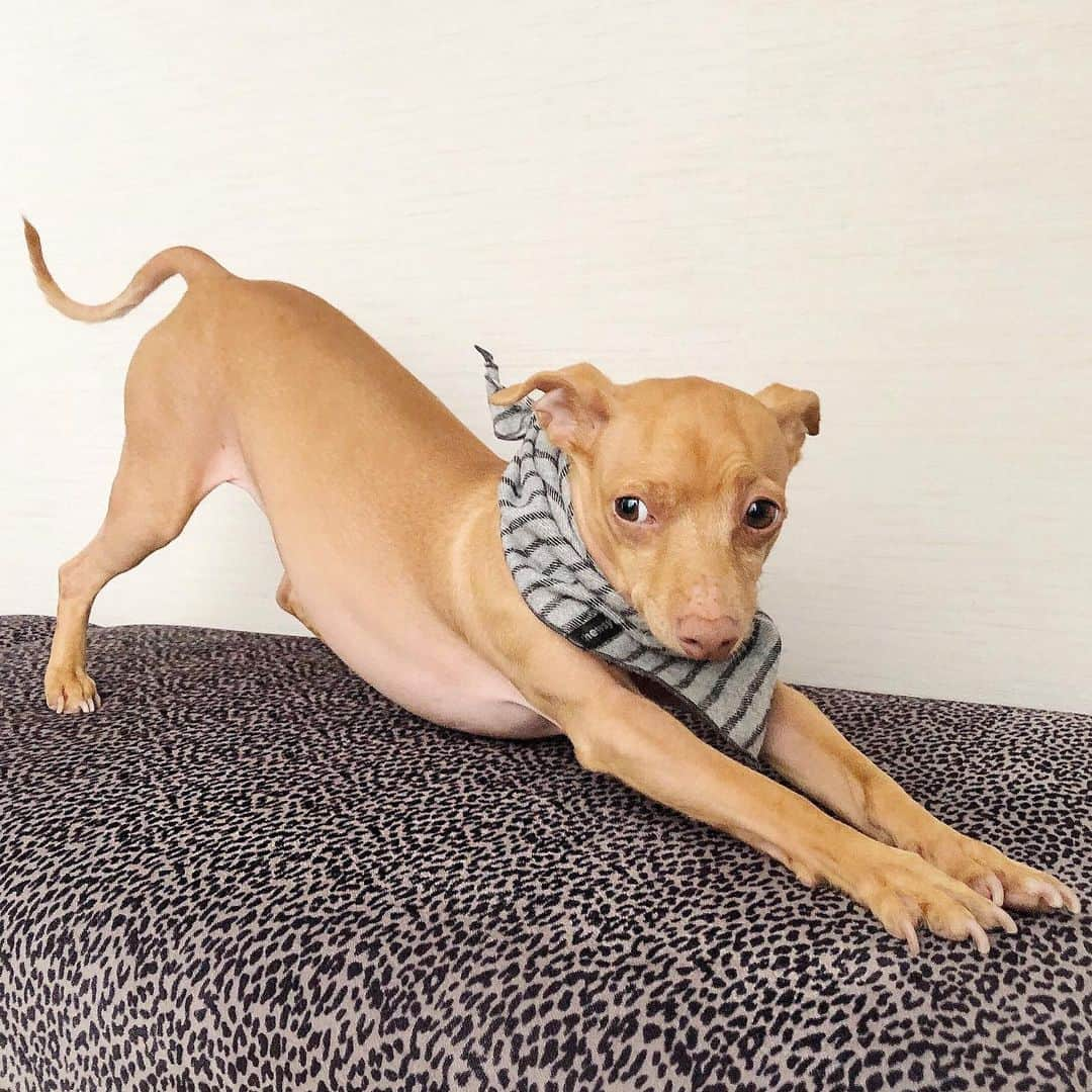 Tuna {breed:chiweenie} さんのインスタグラム写真 - (Tuna {breed:chiweenie} Instagram)「Don’t let this photo fool you. In real time, he’s still very much in bed, burrowed under the covers, snoring. That’s what really happening atm. This stretch is a figment of your imagination.」1月28日 4時59分 - tunameltsmyheart