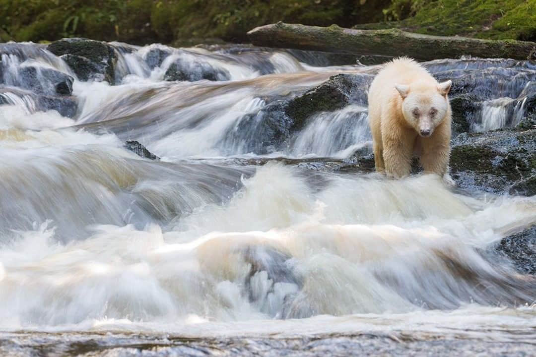 National Geographic Travelさんのインスタグラム写真 - (National Geographic TravelInstagram)「Photo by @daisygilardini | The Great Bear Rainforest on Canada’s west coast is home to one of the rarest bears in the world: the Kermode bear. Also called the spirit bear, it is a black bear with a recessive gene that makes its fur appear a creamy yellow. During the annual fall salmon run, bears gather along rivers to gorge and build the fat reserves necessary to survive the winter. They spend hours virtually immobile, staring at the water until they spot a fish. Then, in the blink of an eye, they jump to catch it. Follow me @DaisyGilardini for more images and stories behind the scenes. #bear #kermodebear #greatbearrainforest #canada」1月28日 6時06分 - natgeotravel