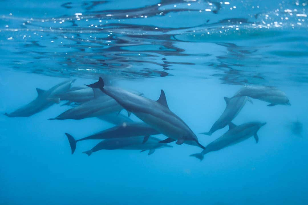 And Youさんのインスタグラム写真 - (And YouInstagram)「“Water is life’s matter and matrix, mother and medium. There is no life without water.” – Albert Szent-Gyorgyi ​. ​. ​. ​. ​. ​. ​. ​. ​. ​. ​. ​. ​. ​. ​. ​. ​. ​. ​#hawaii #dolphinswims #beach #island #blue #water #wildlife #sea #sand #beachlife #paradise #waves」1月28日 6時15分 - dolphinsandyou