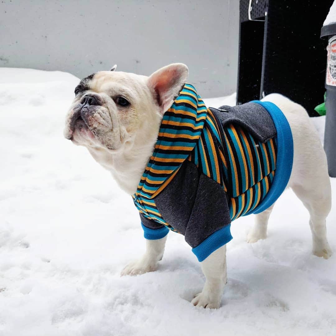 Manny The Frenchieのインスタグラム：「Looks like old man winter isn't going anywhere anytime soon! Gotta make sure your humans know how to keep us safe in the winter, like wearing a sweater or coat when going out on walks.  #CareCredit #petcare #winterdog #frenchielife」