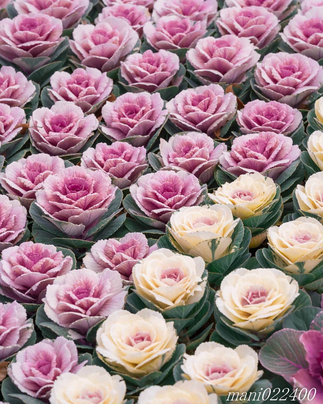 mani022400のグルメインスタ