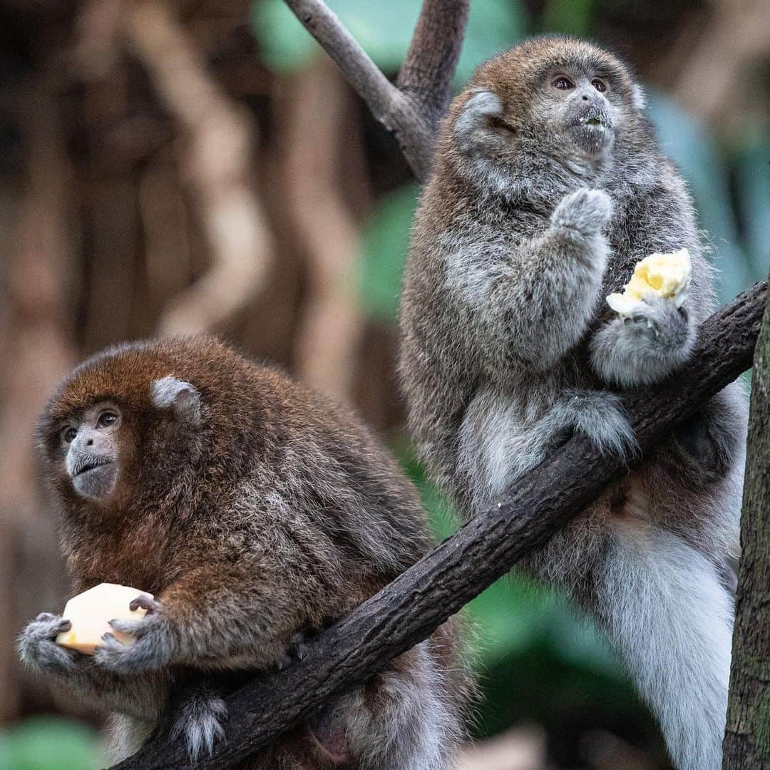 スミソニアン国立動物園さんのインスタグラム写真 - (スミソニアン国立動物園Instagram)「👋🐵 Hey hey, meet the titi monkeys! When Henderson and Kingston are trying to locate one another in our Amazonia rainforest, they make several unique sounds.👂 Henderson’s call often begins as a high-pitched “squeak” and transitions into a deeper “wok-wok” vocalization. Kingston also squeaks, but her tone is a bit softer than Henderson’s is. 🕐 KEEPER TALKS:  http://s.si.edu/2h3CN1W.」1月28日 7時05分 - smithsonianzoo