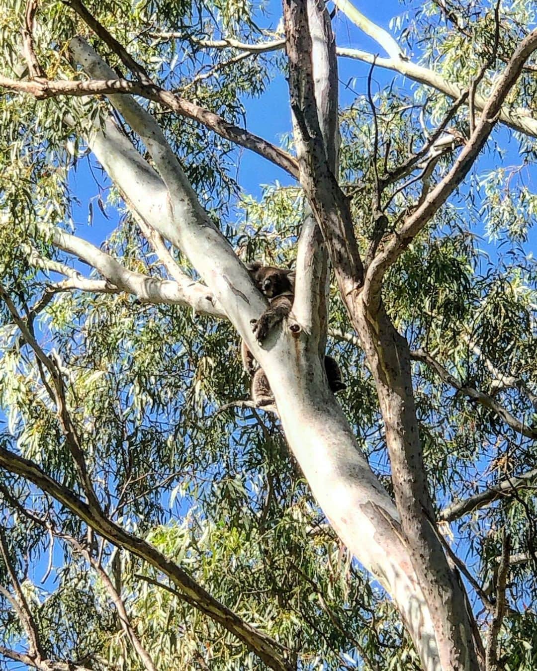 土井雪広のインスタグラム：「今朝のコアラちゃん🐨あぁ〜可愛い😍😍😍 #koala#australia #adelaide」