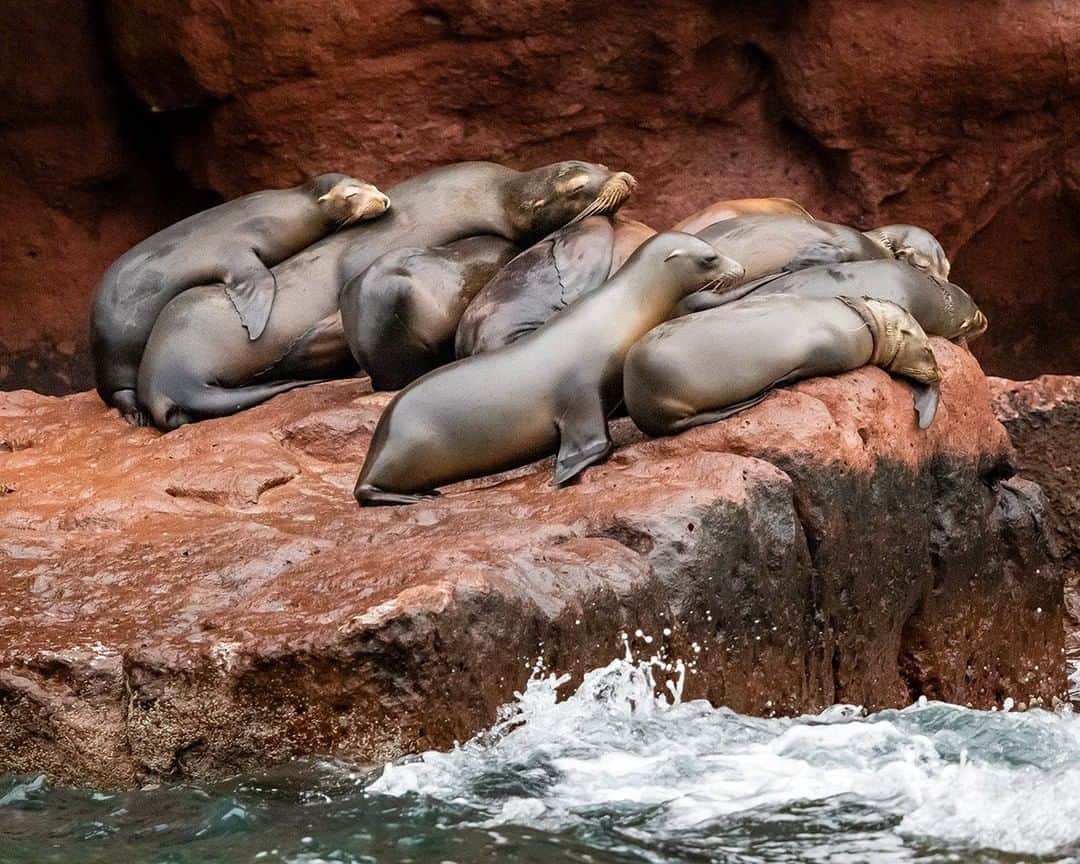 National Geographic Travelさんのインスタグラム写真 - (National Geographic TravelInstagram)「Photo by @stephen_matera | Sea lions rest on a rock while others play nearby in the Sea of Cortez, Gulf of California, Mexico. The Sea of Cortez reaches depths of almost 10,000 feet (3,000 meters) and is an important habitat for migratory wildlife, including blue, humpback, and California gray whales.  Follow me @stephen_matera for more images like this from Mexico and around the world. #mexico #seaofcortez」1月28日 18時08分 - natgeotravel