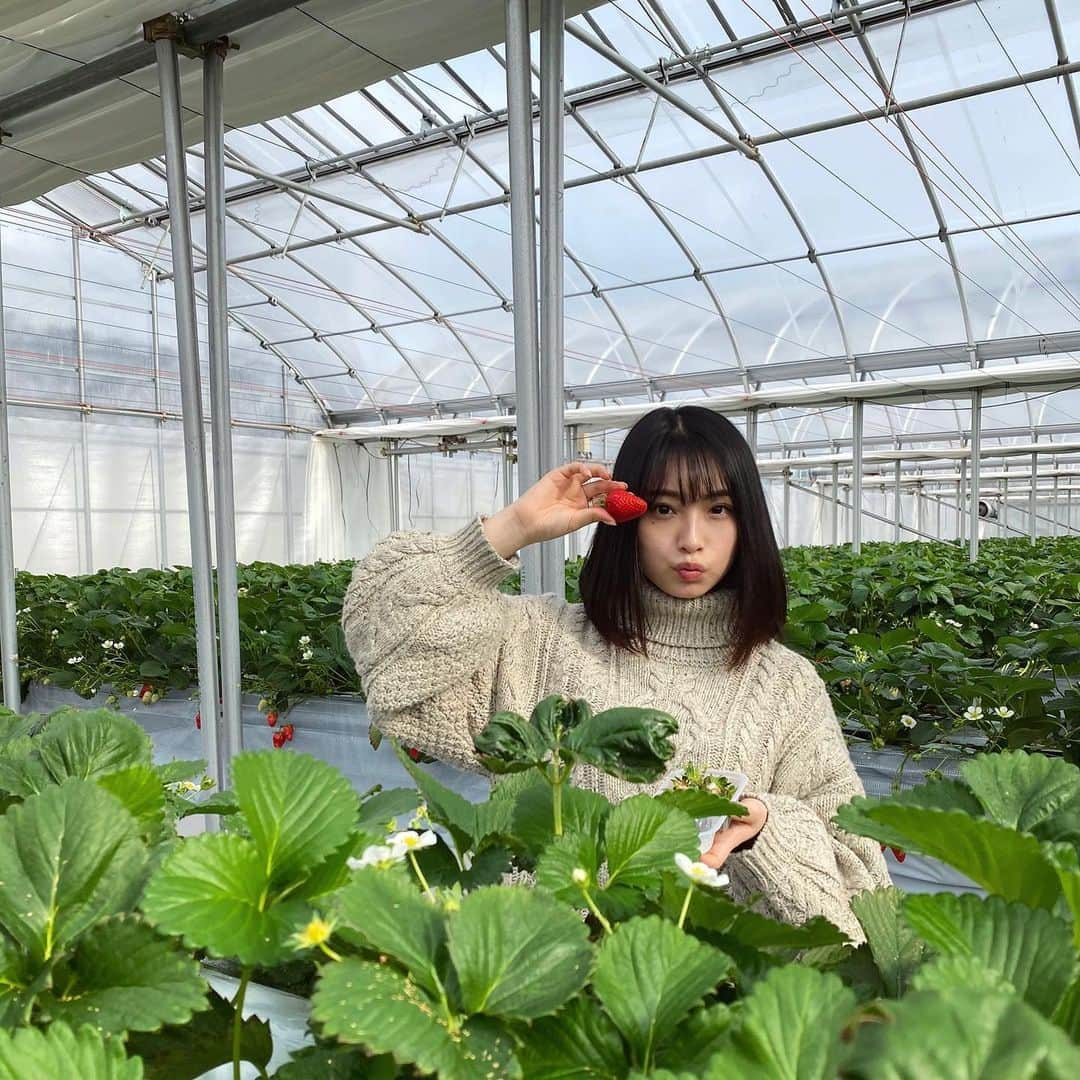 永井理子のインスタグラム：「念願の🍓 好きなもの好きなだけ食べられる幸せ。。」