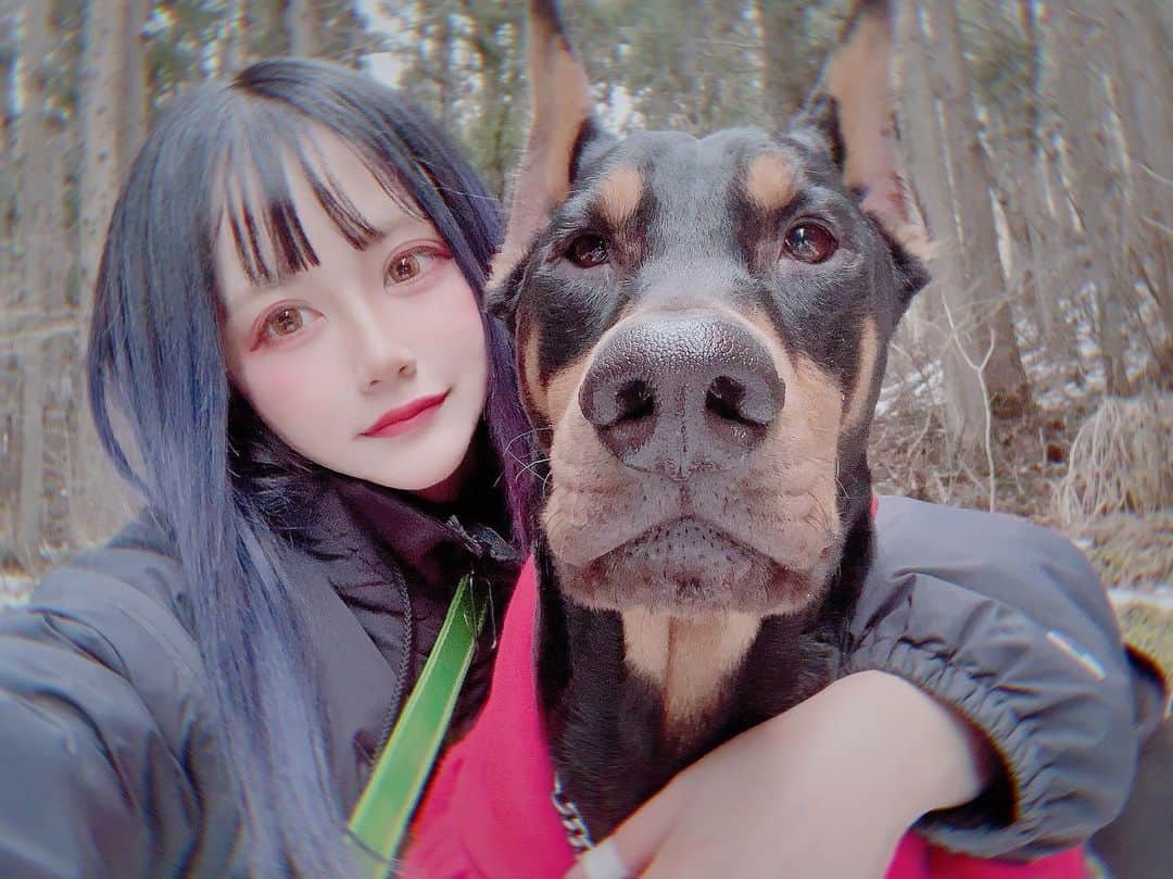 赤羽律のインスタグラム：「あまり載せない日常🌹 ・ 冬でのお散歩一番好き💜 ・ #normaldays #doglife #dobermanpinscher #walking #snow #winter #日常 #日常の記録 #犬のいる暮らし #犬好きな人と繋がりたい #神社 #お散歩 #山登り #冬 #selfie」